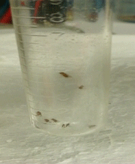 Fruit Fly Races